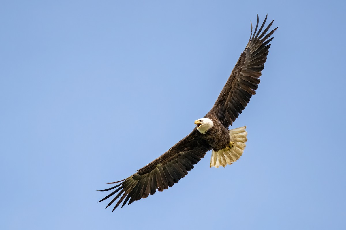 Bald Eagle - James Hoagland