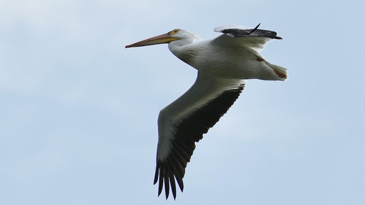 American White Pelican - Sunil Thirkannad