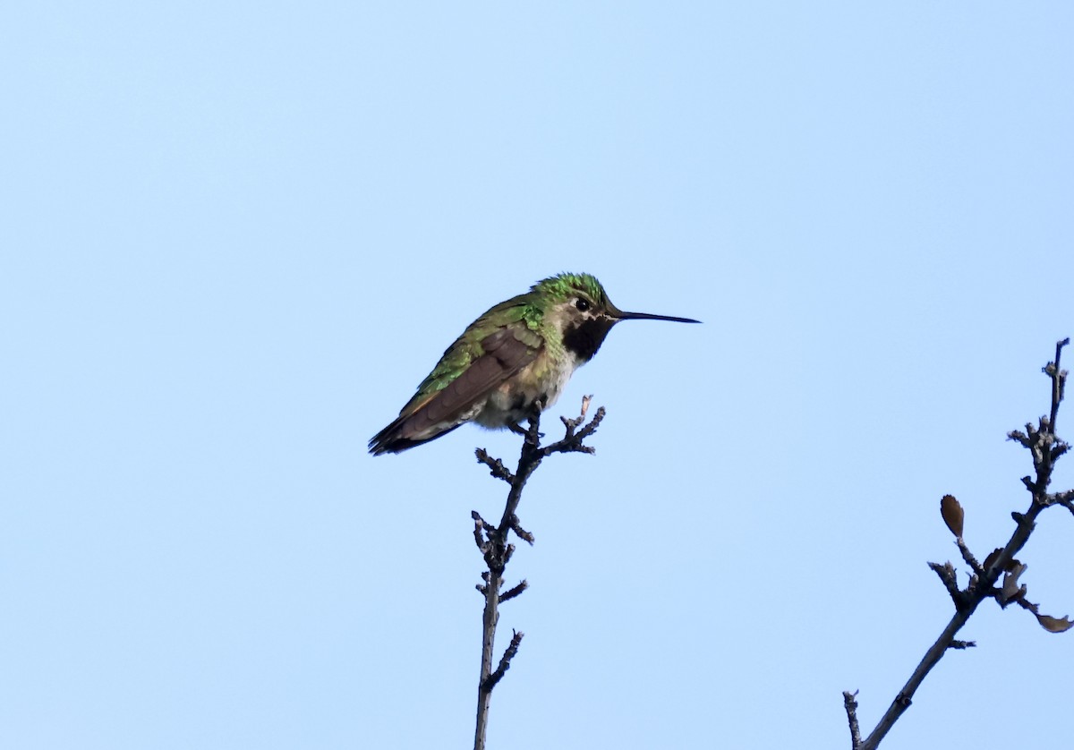 Broad-tailed Hummingbird - Thomas Kleespies