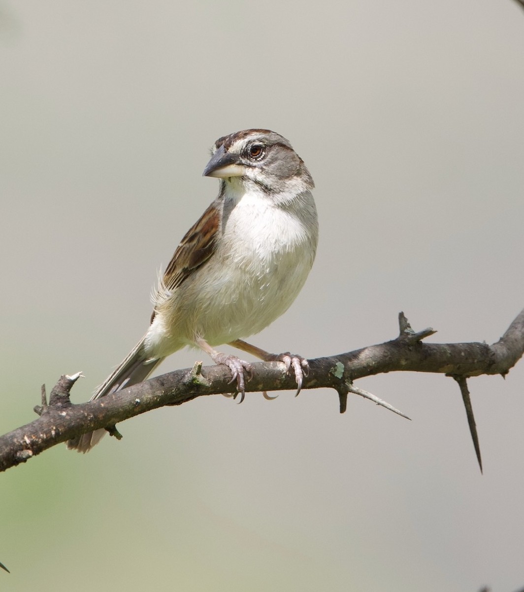 Tumbes Sparrow - ML619587928