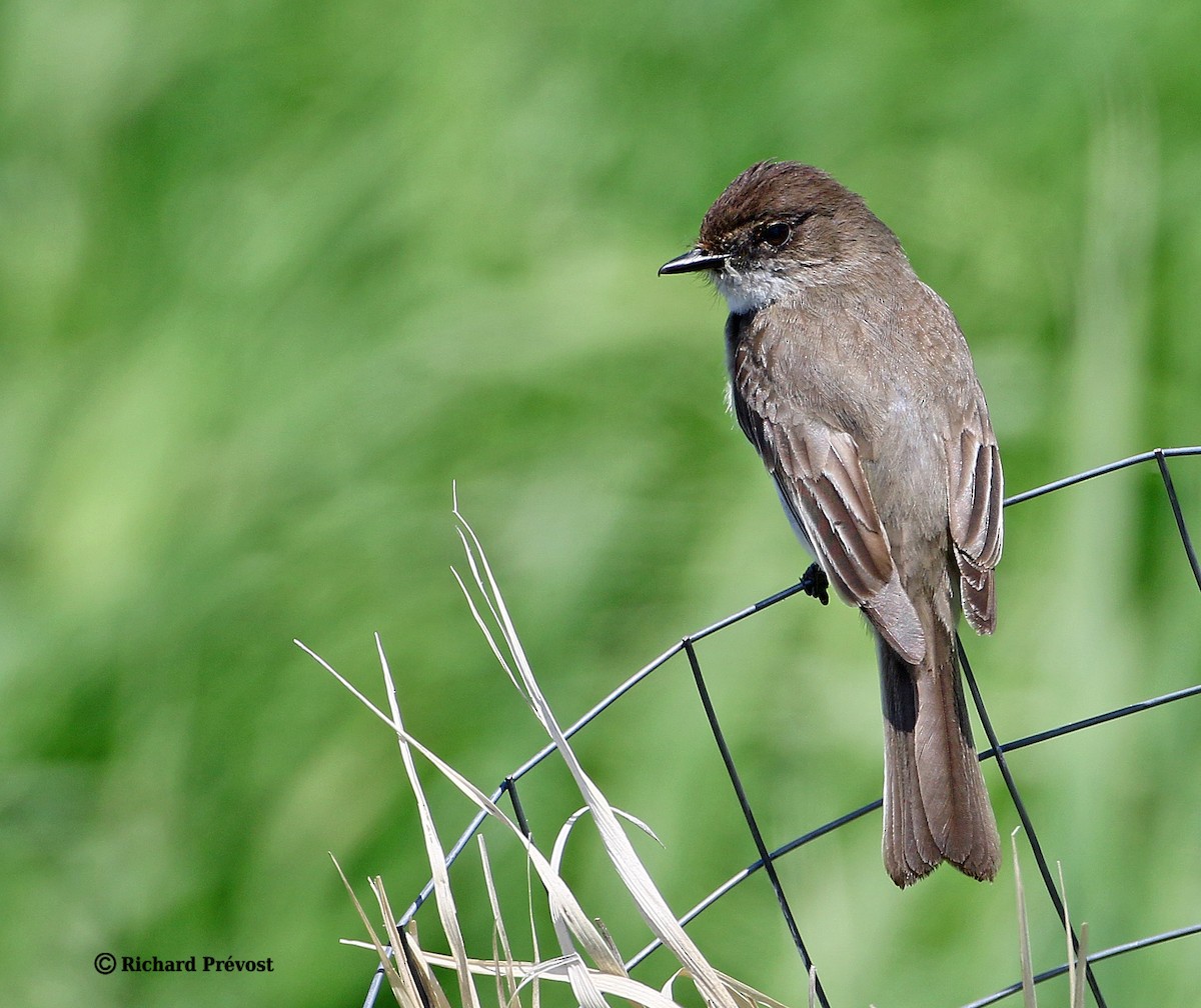 Eastern Phoebe - Richard Prévost