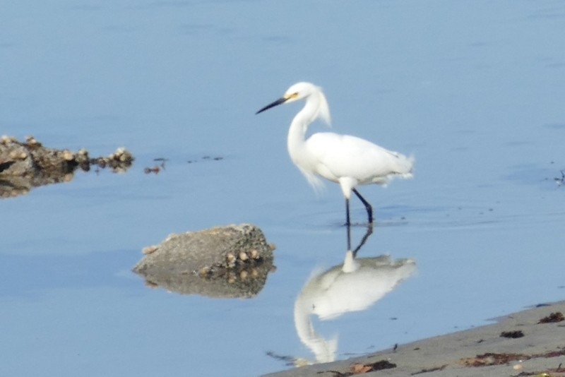 Snowy Egret - Brad Woodward