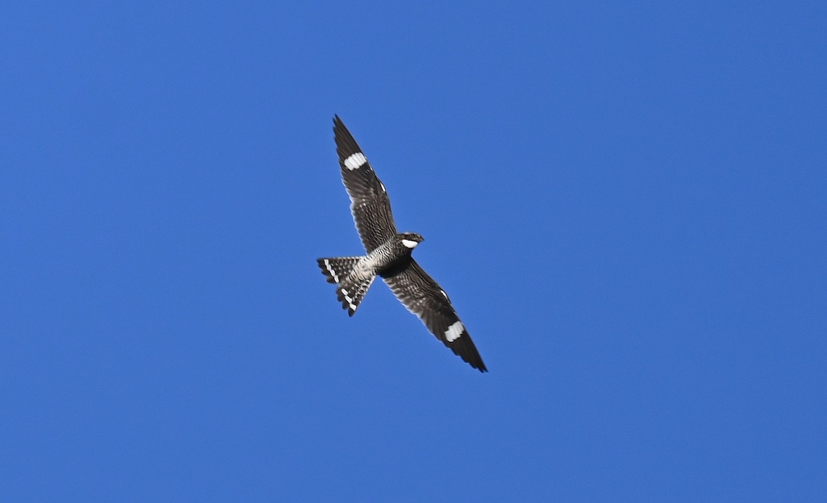 Common Nighthawk - ML619587936