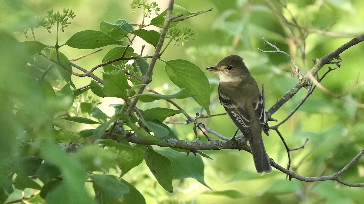 Acadian Flycatcher - Sunil Thirkannad