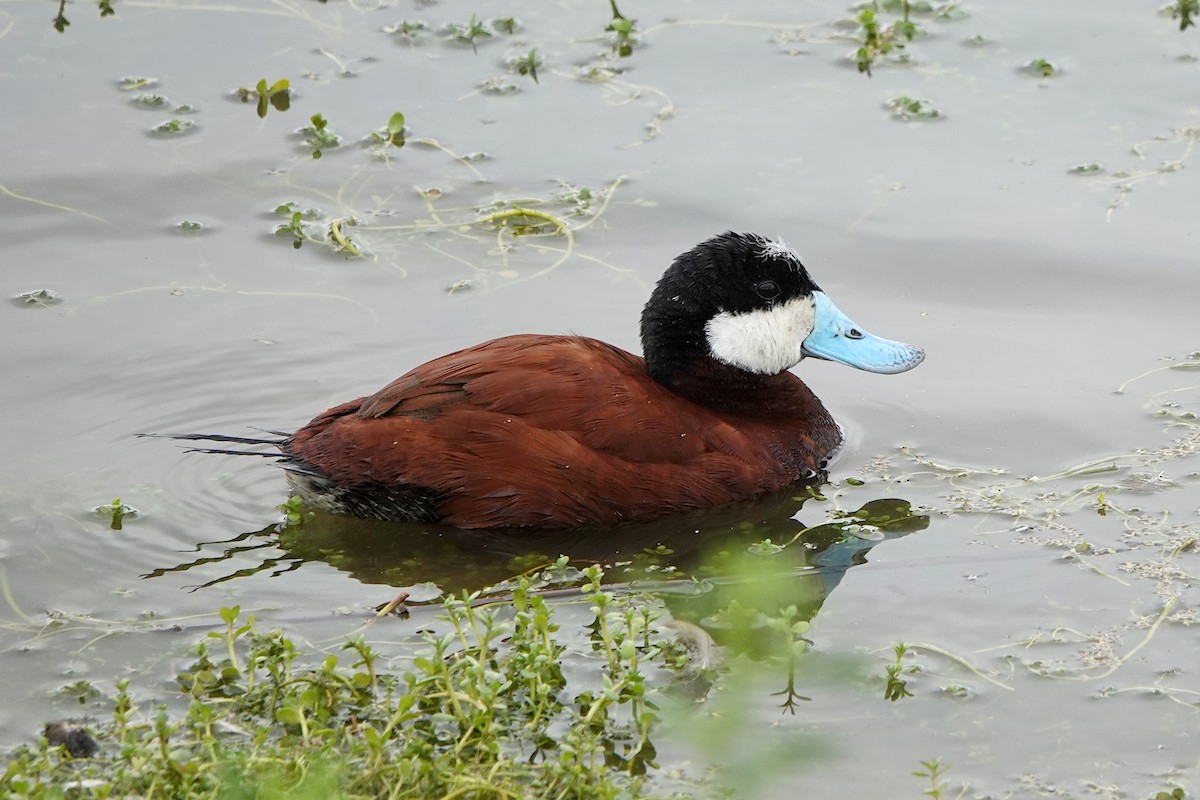 Ruddy Duck - Steve Neely