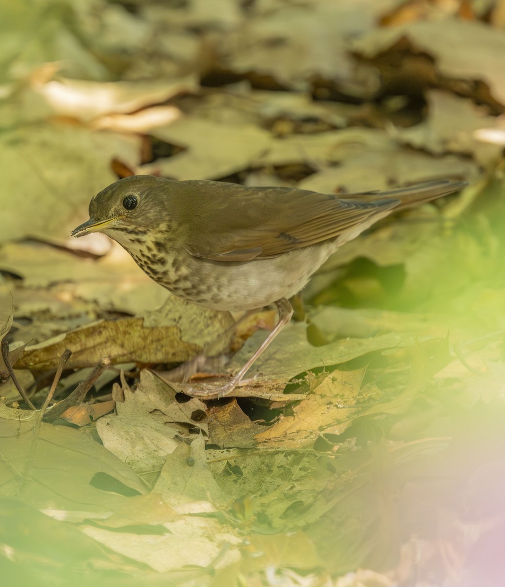 Gray-cheeked/Bicknell's Thrush - ML619587945