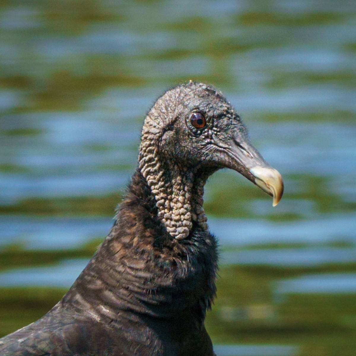 Black Vulture - ML619587946