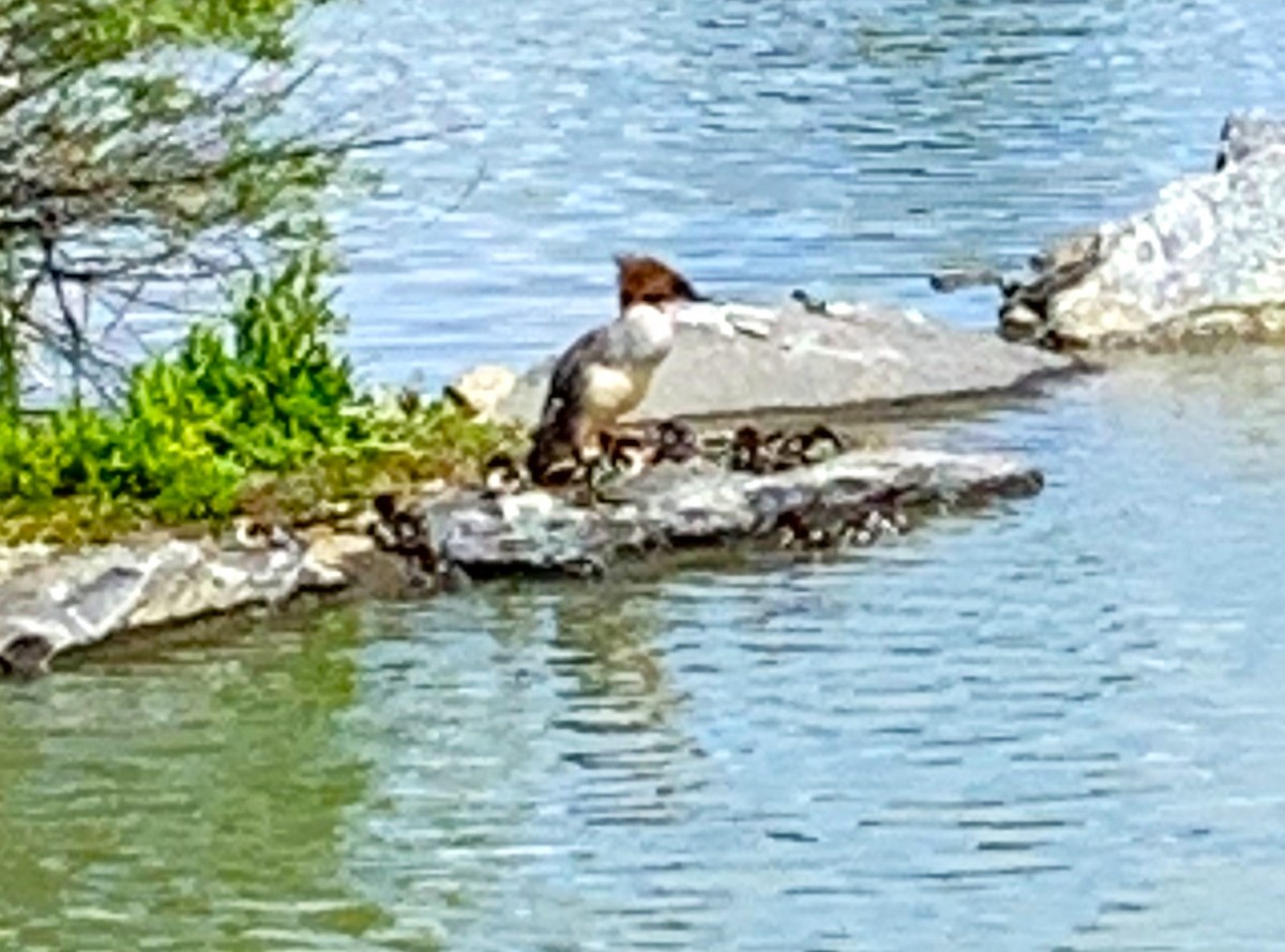 Common Merganser - Patrick O'Driscoll