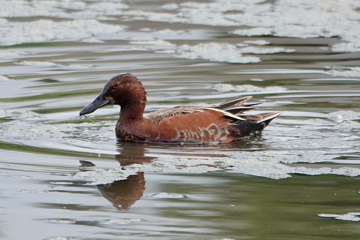 Cinnamon Teal - Steve Neely