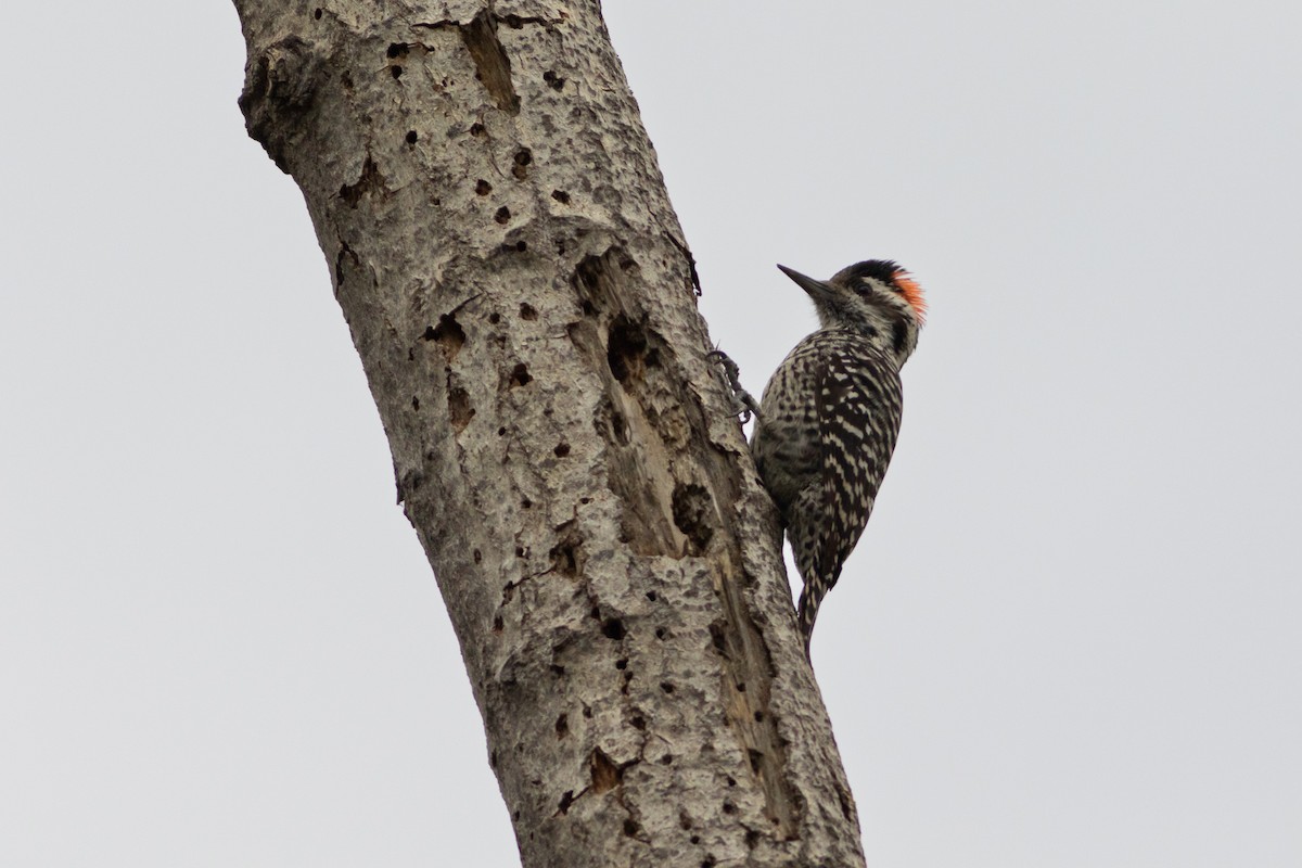 Striped Woodpecker - Ariel Cabrera Foix
