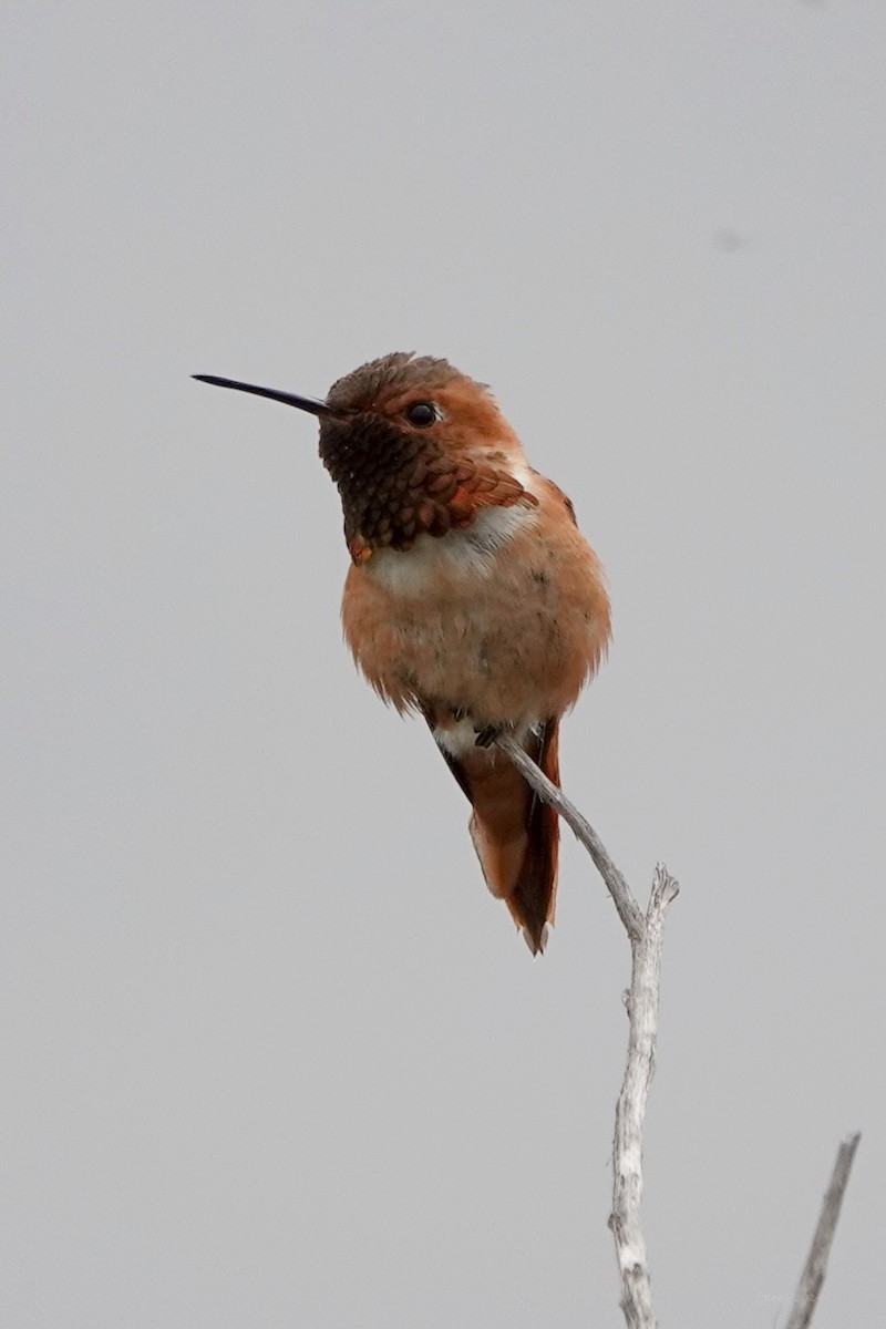 Allen's Hummingbird - Steve Neely