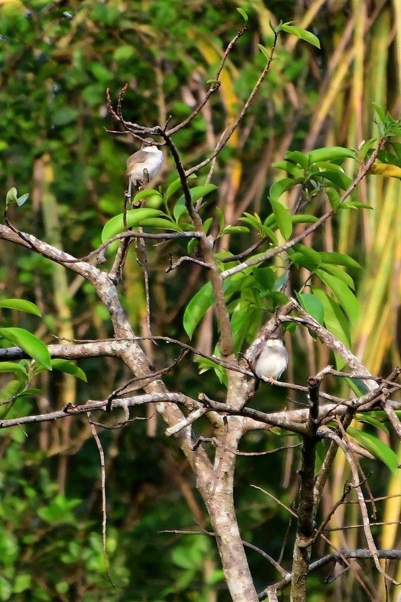 Gray-breasted Prinia - Eileen Gibney