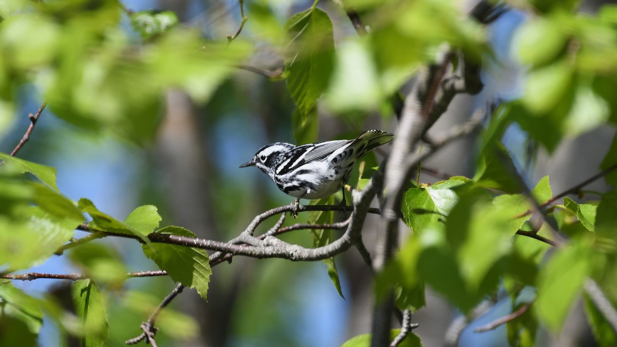 Black-and-white Warbler - Marc Poirier