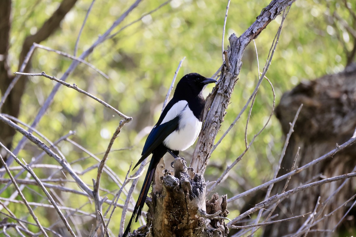 Black-billed Magpie - Thomas Kleespies