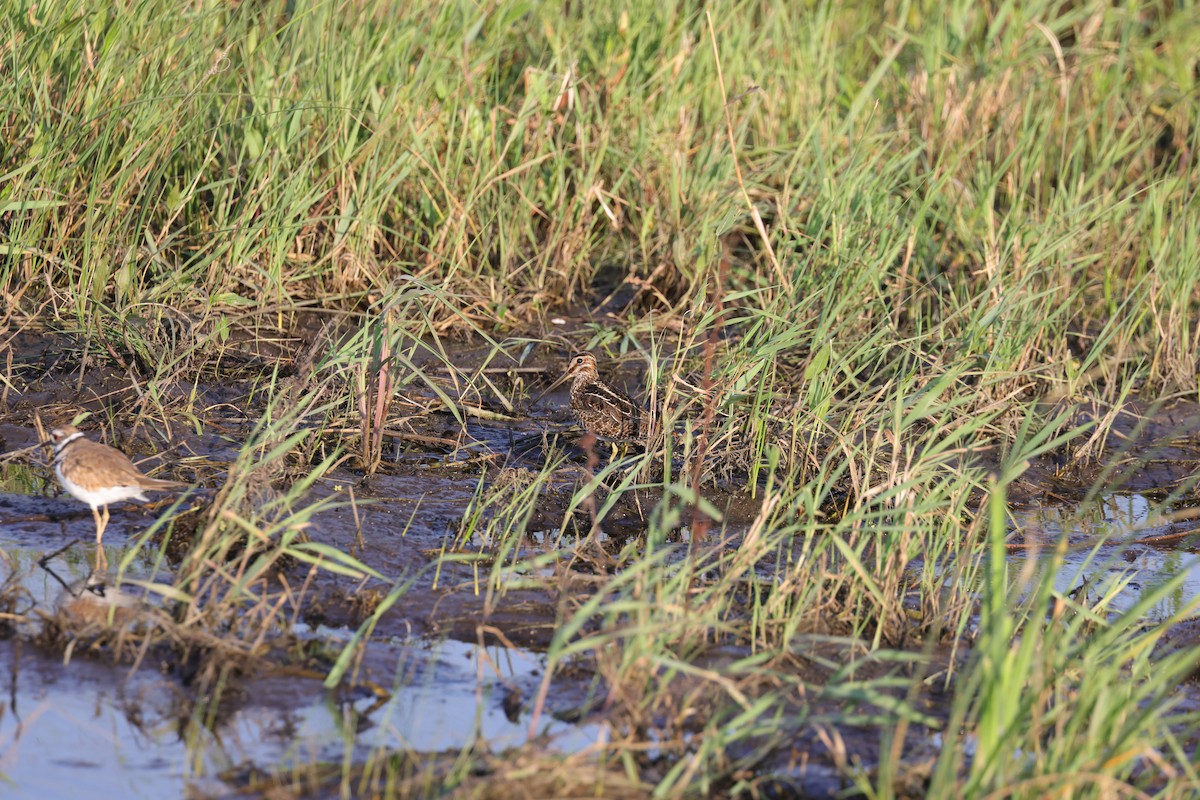 Wilson's Snipe - Paul Roisen