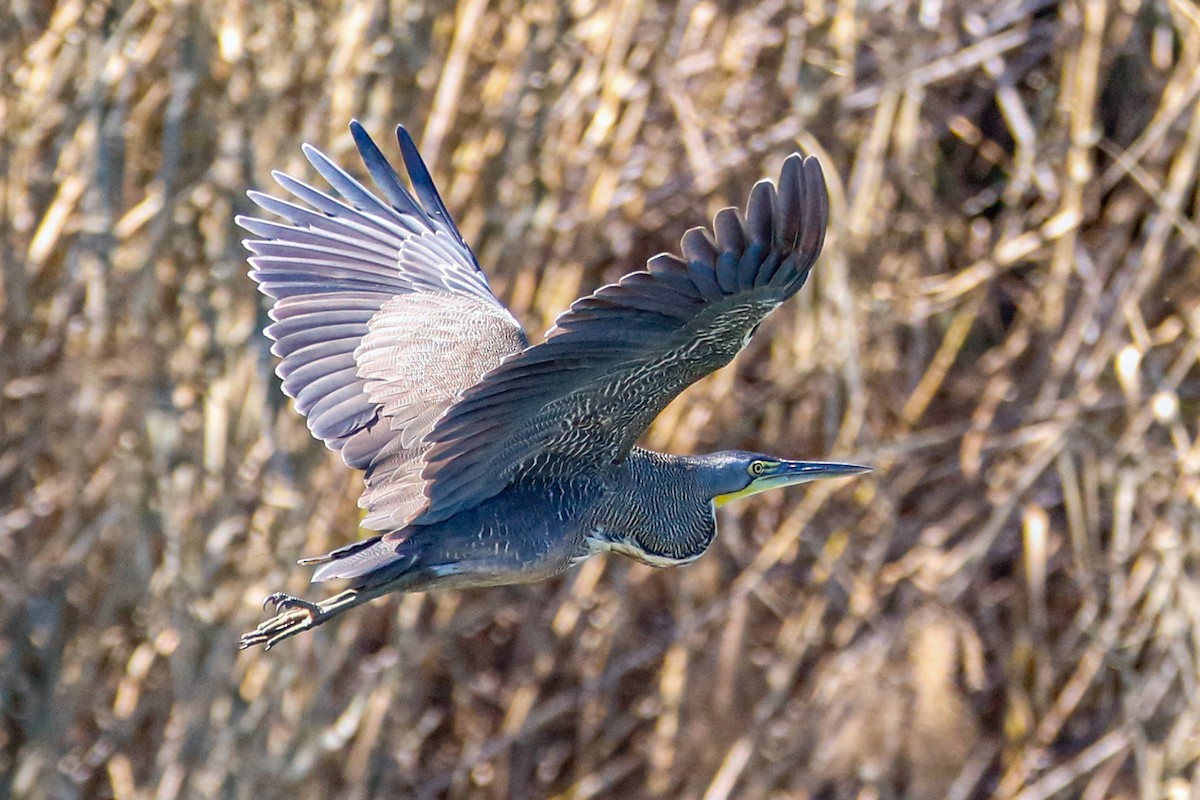 Bare-throated Tiger-Heron - Byron Stone