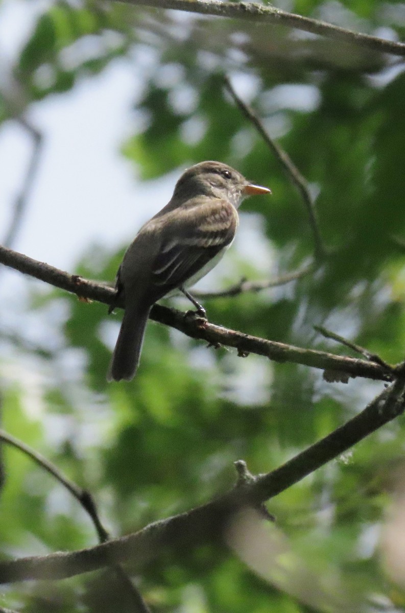 Willow Flycatcher - Nancy Sebastian