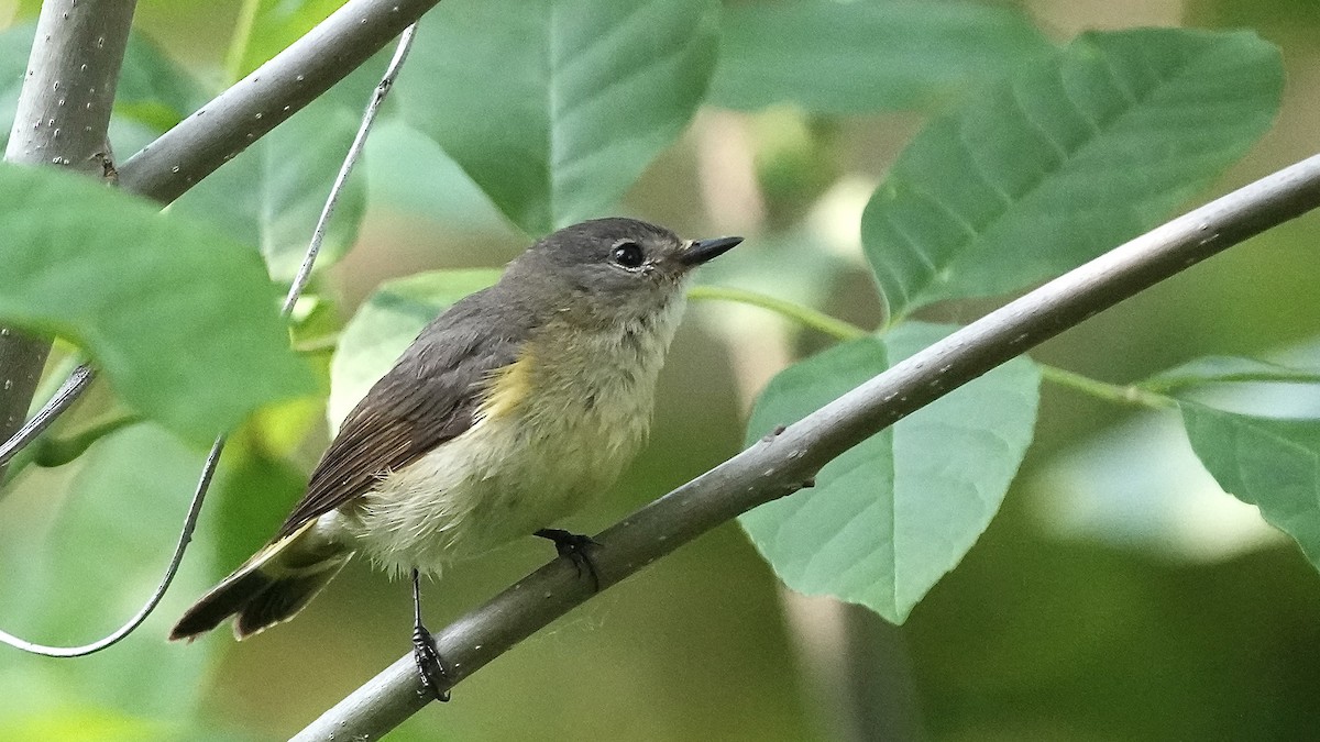 American Redstart - Sunil Thirkannad