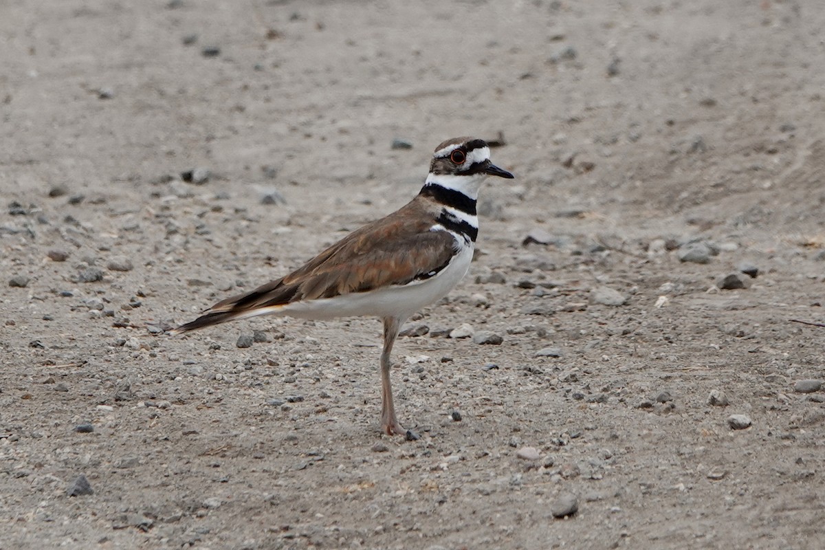 Killdeer - Steve Neely