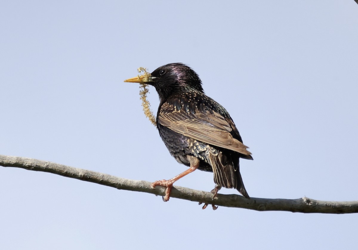 European Starling - Thomas Kleespies