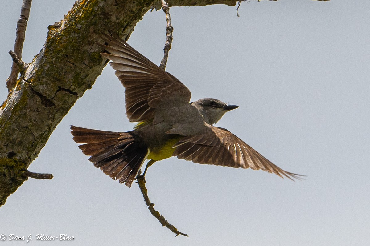 Western Kingbird - Dana Miller-Blair