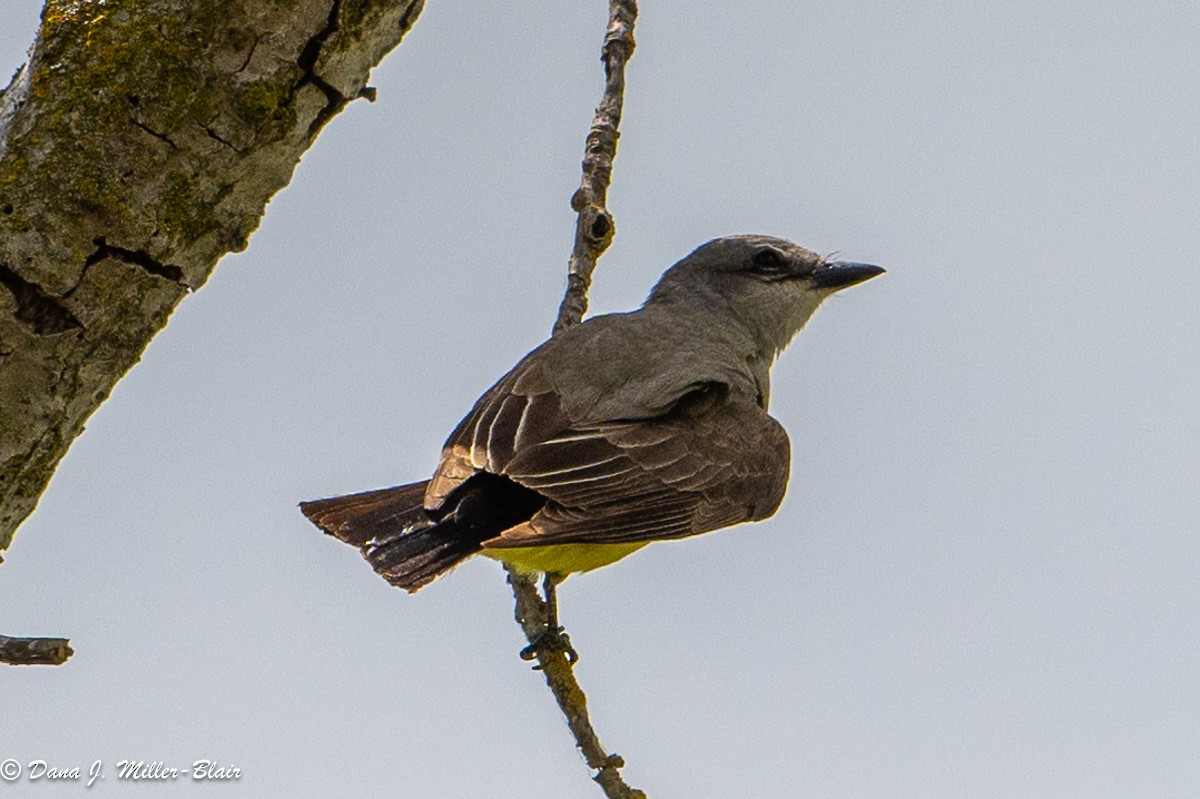 Western Kingbird - Dana Miller-Blair