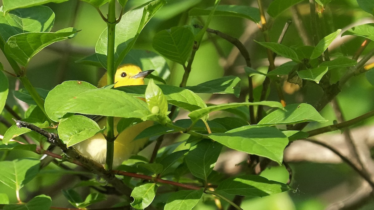 Prothonotary Warbler - Sunil Thirkannad