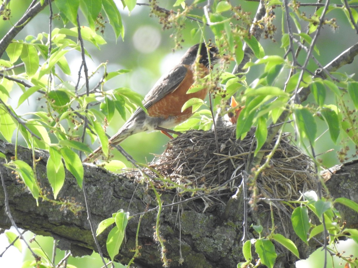 American Robin - Danielle Hawkins