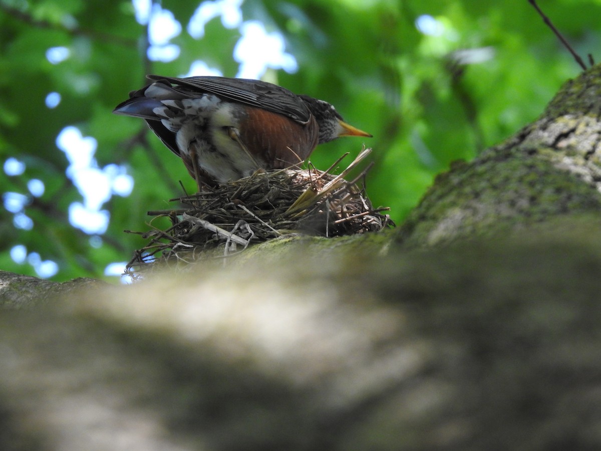 American Robin - Danielle Hawkins