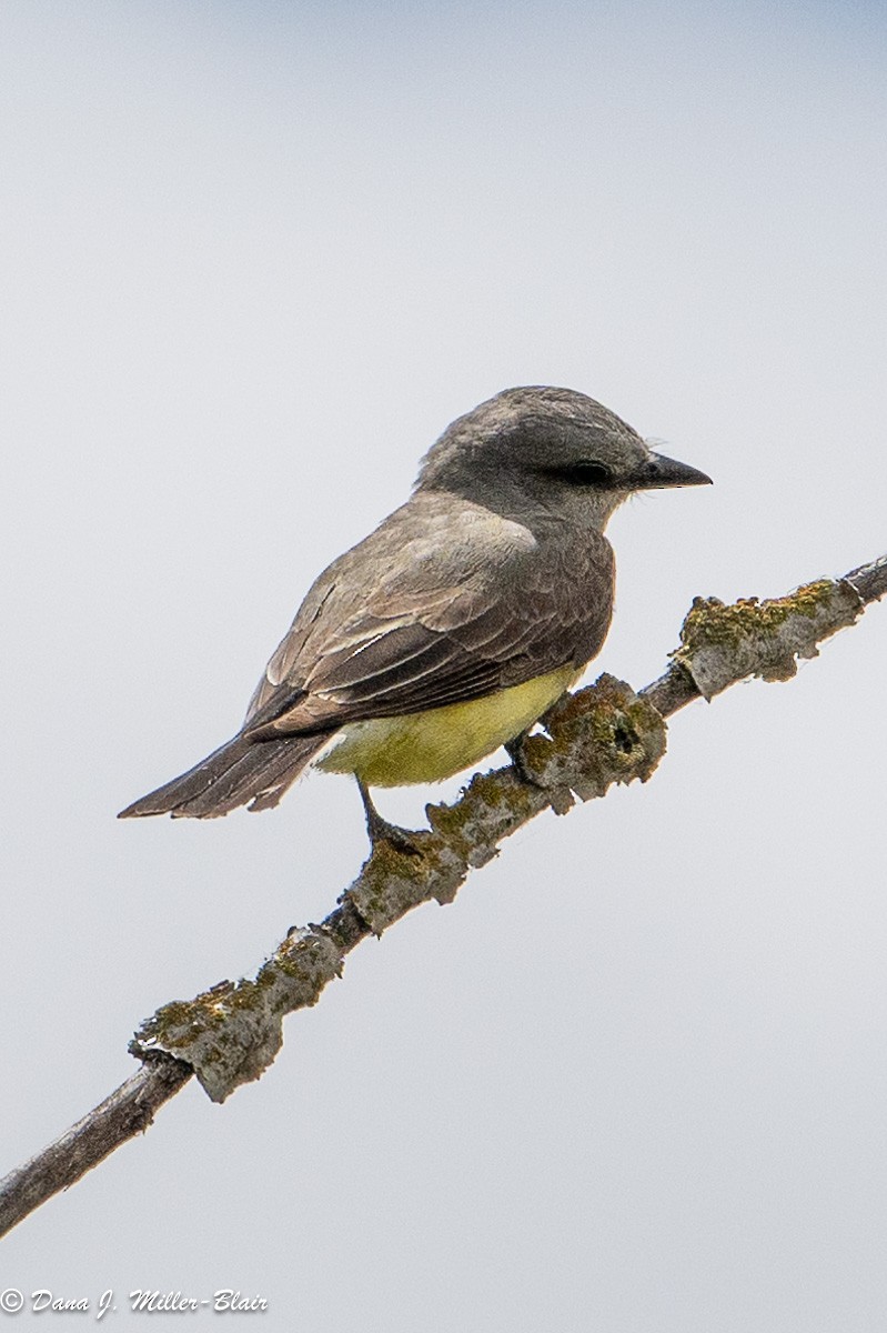 Western Kingbird - Dana Miller-Blair