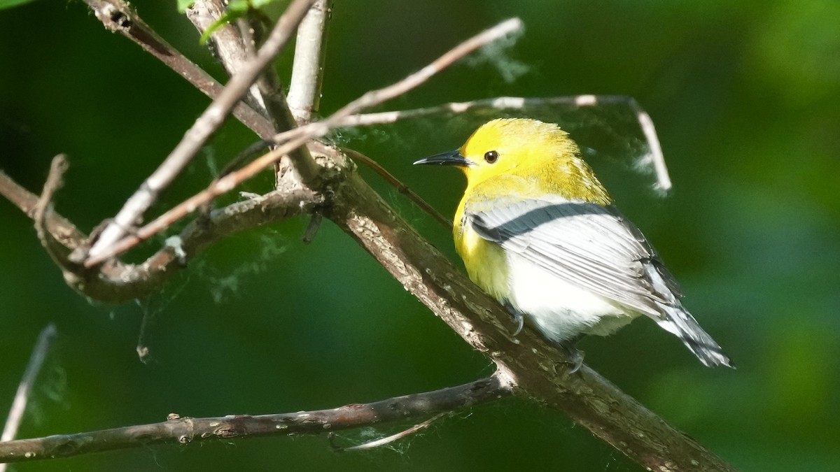 Prothonotary Warbler - Sunil Thirkannad