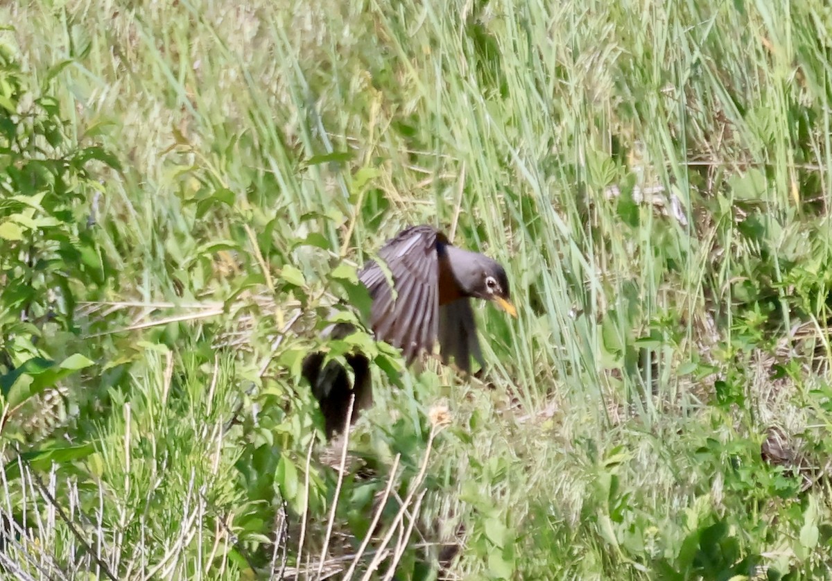 American Robin - Thomas Kleespies