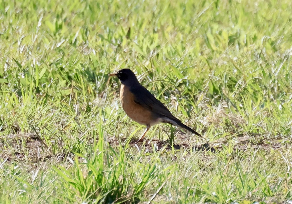 American Robin - Thomas Kleespies