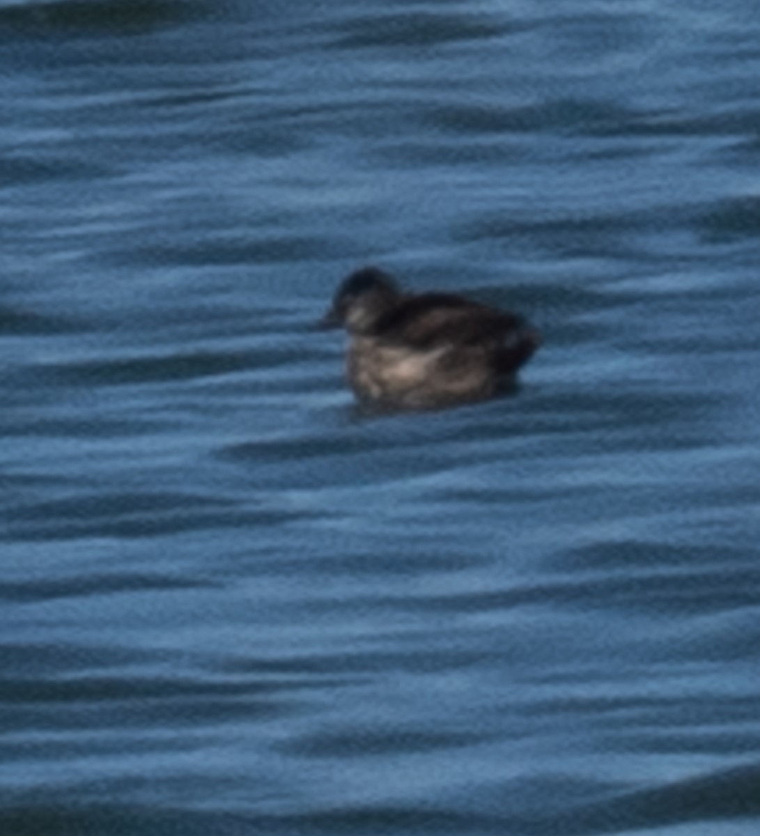 Ruddy Duck - Lynn Chapman