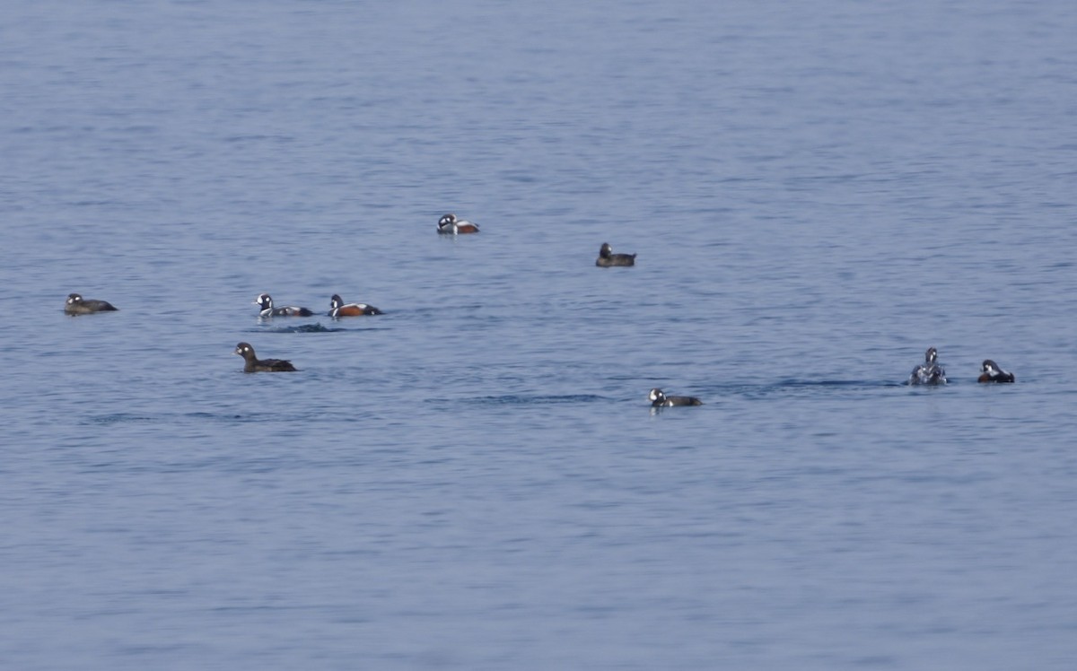 Harlequin Duck - ML619588001