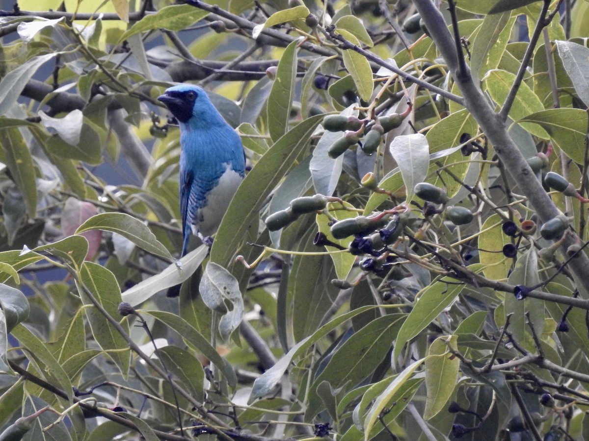 Swallow Tanager - Paula Peña-Amaya