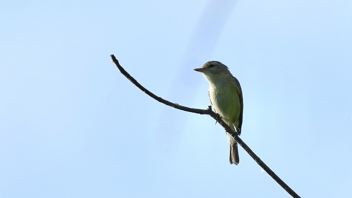 Warbling Vireo - Sunil Thirkannad