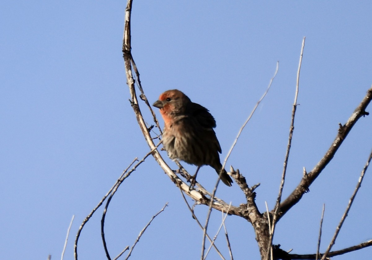 House Finch - Thomas Kleespies