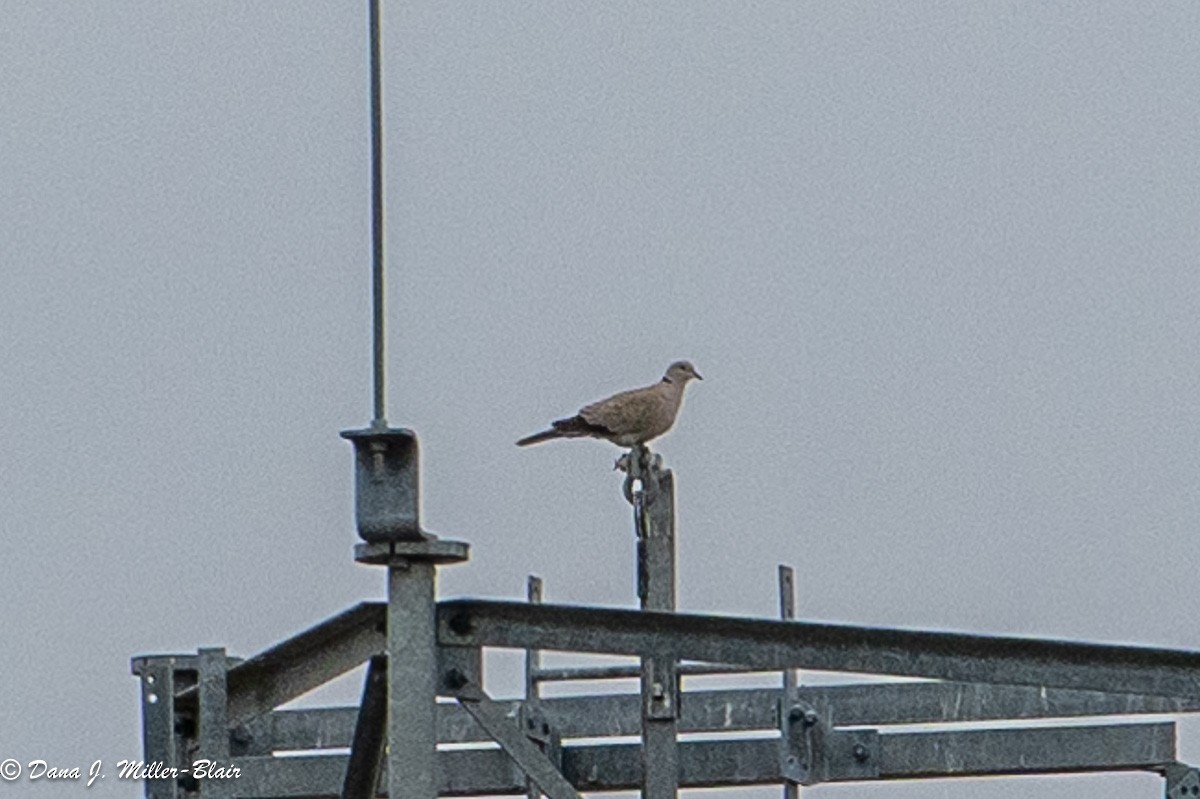 Eurasian Collared-Dove - ML619588007