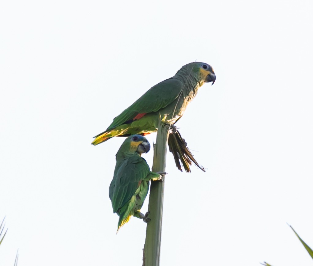 Orange-winged Parrot - Damon Haan