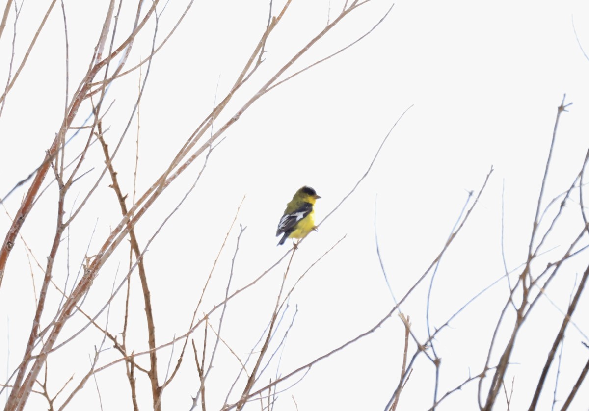 Lesser Goldfinch - Thomas Kleespies