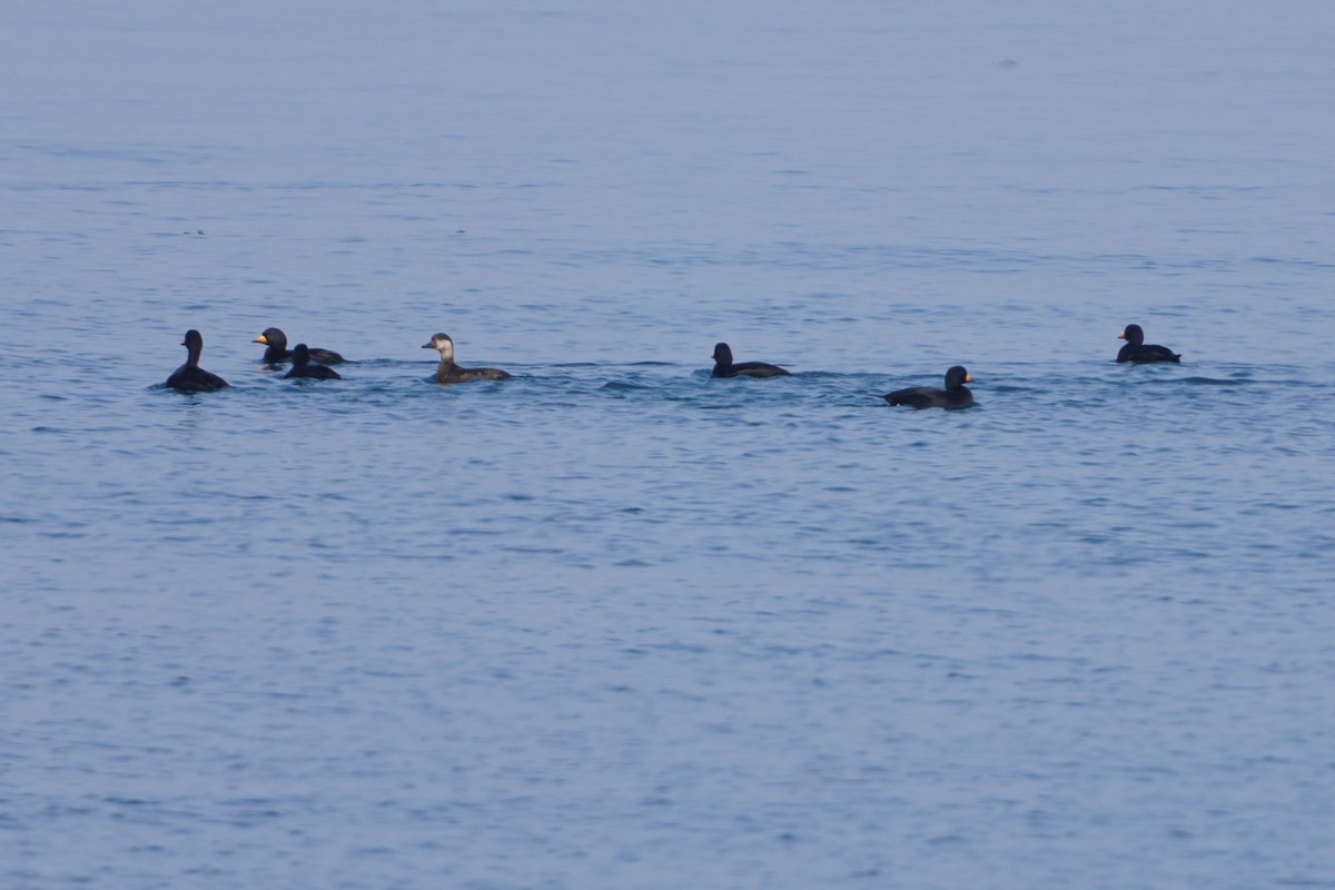 Black Scoter - Cliff Halverson