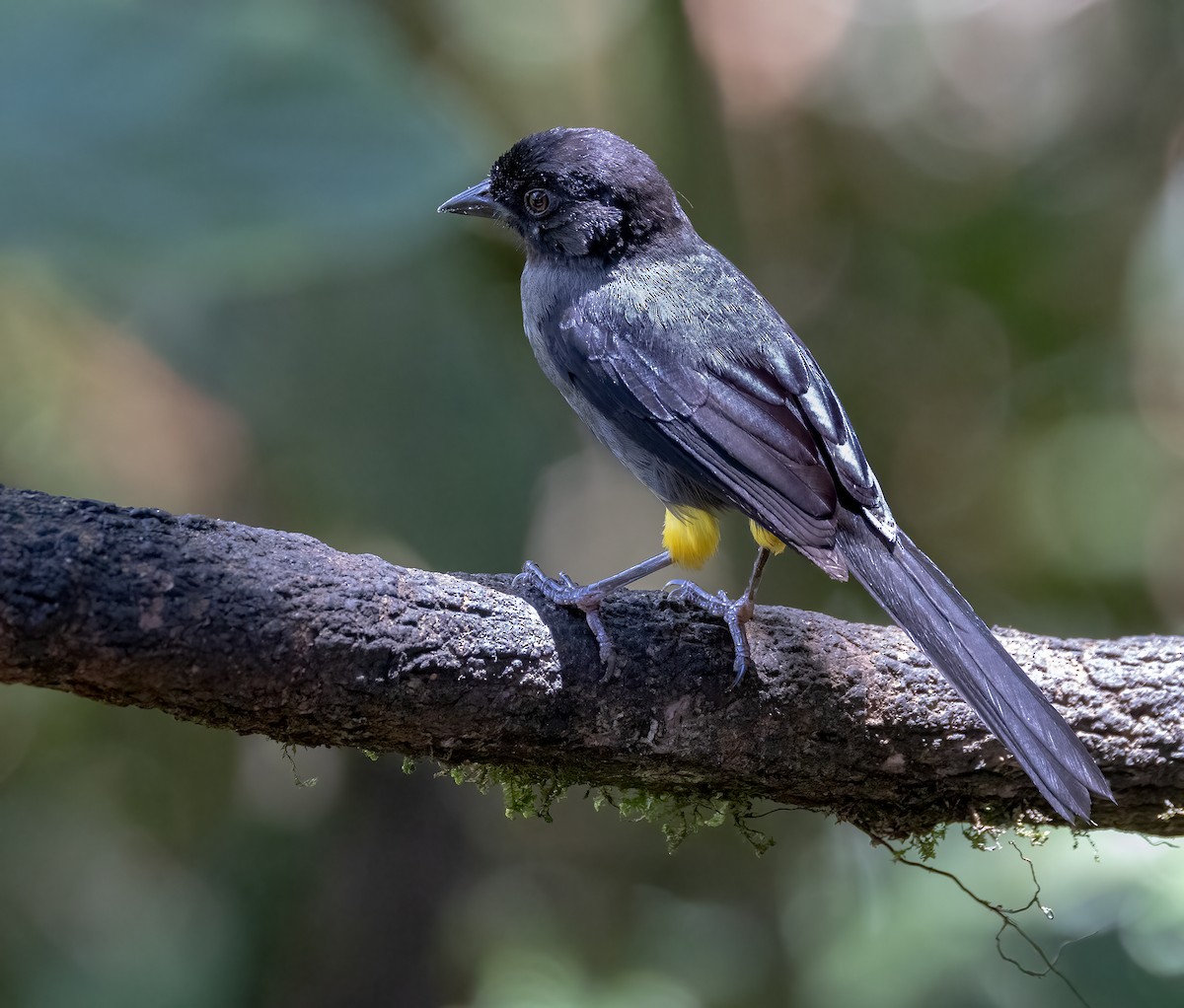 Yellow-thighed Brushfinch - Hubert Janiszewski