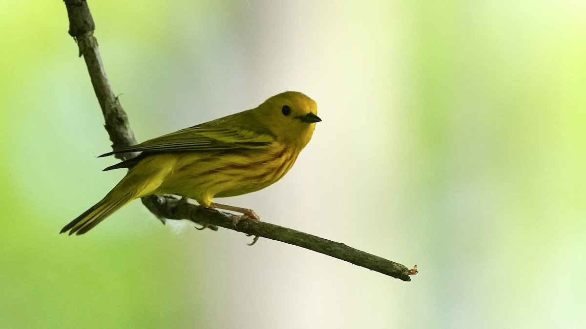 Yellow Warbler - Sunil Thirkannad