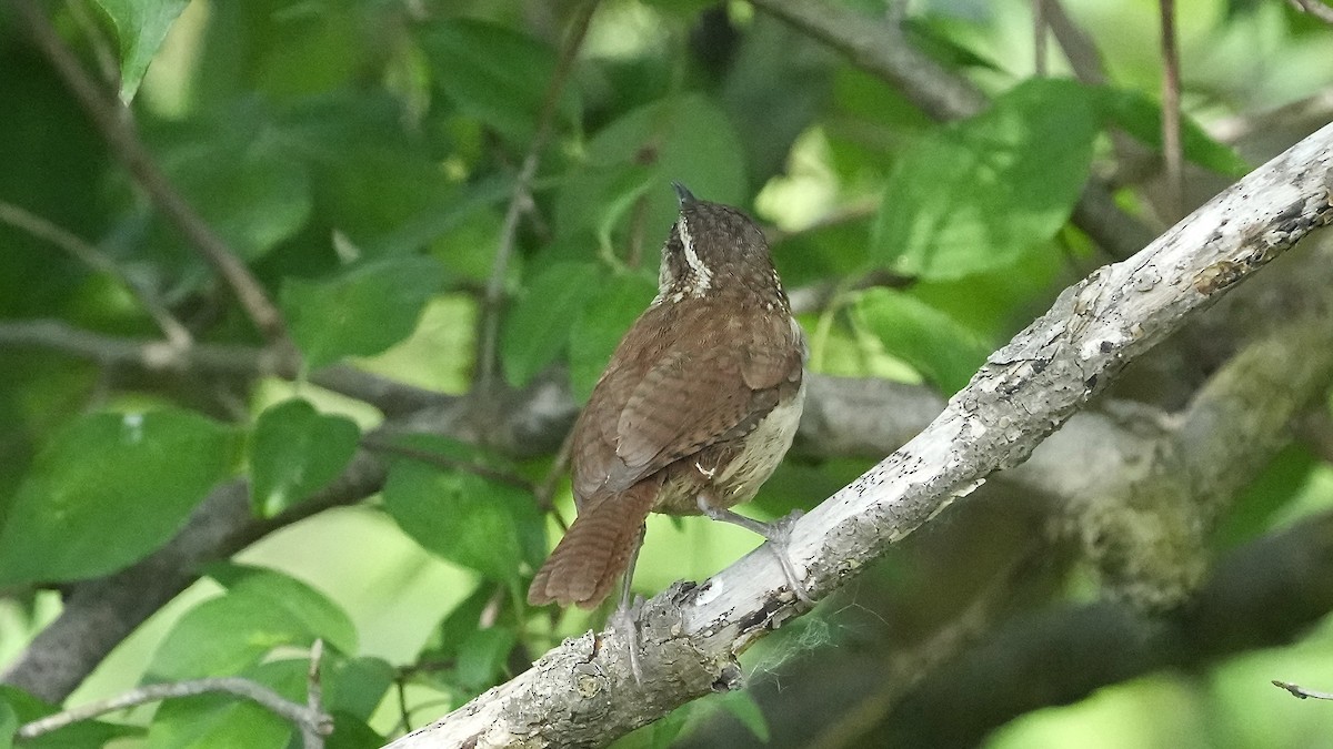 Carolina Wren - Sunil Thirkannad