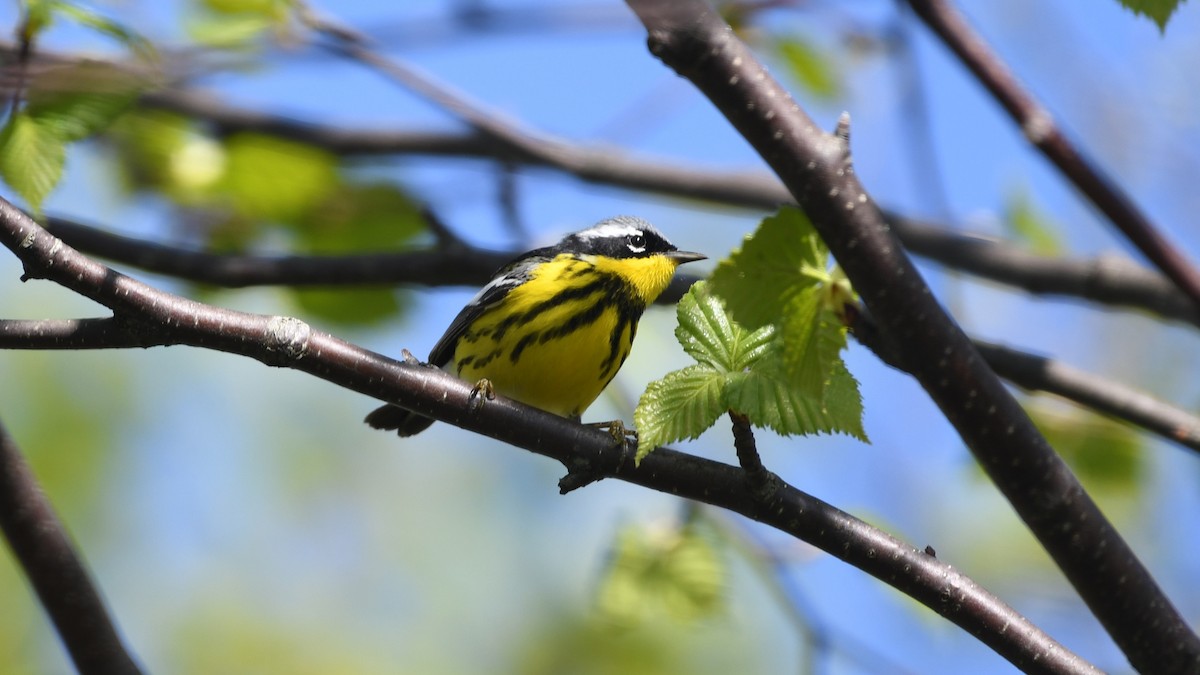 Magnolia Warbler - Marc Poirier