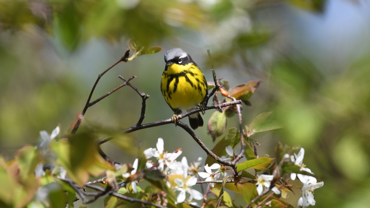 Magnolia Warbler - Marc Poirier