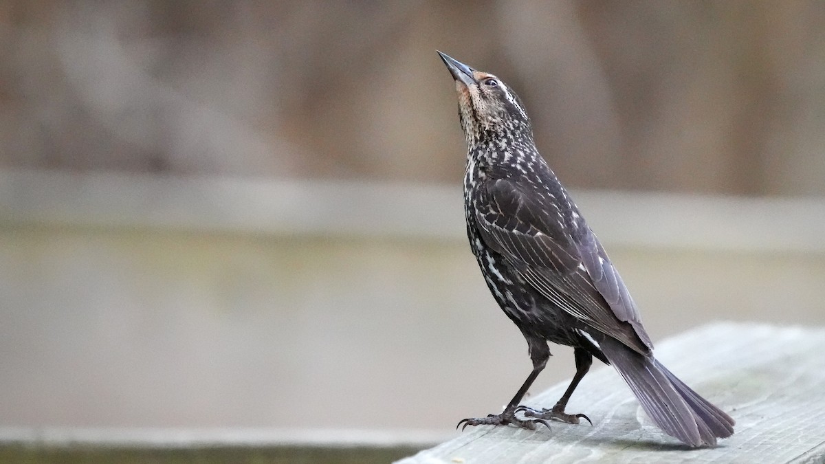 Red-winged Blackbird - Sunil Thirkannad