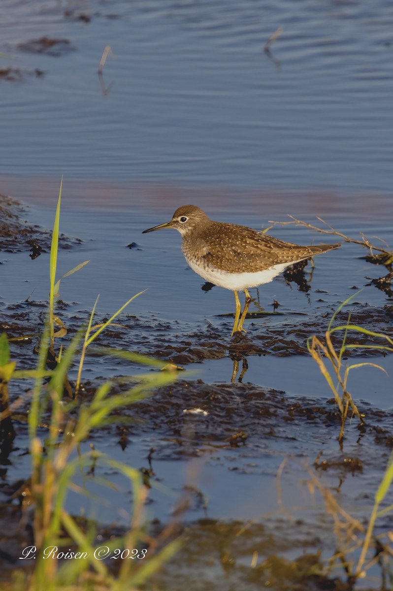 Solitary Sandpiper - Paul Roisen