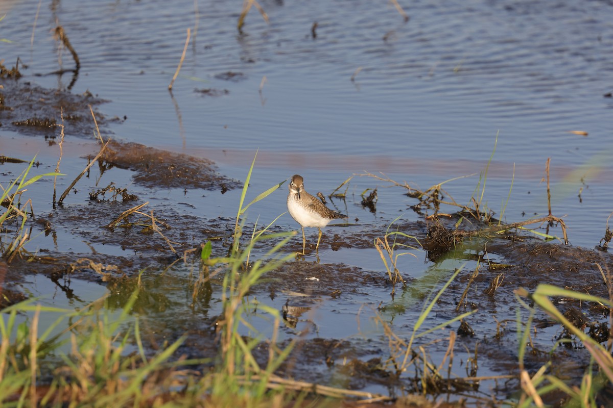 Solitary Sandpiper - Paul Roisen